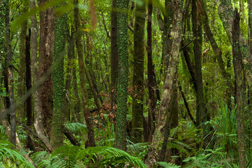 Fototapeta na wymiar Lush green tropical rainforest with rows of tree trunks at South Island, New Zealand 