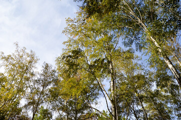 Fototapeta premium branches against sky