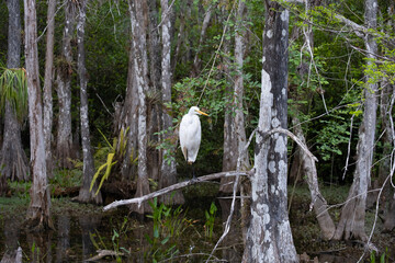 Garza blanca