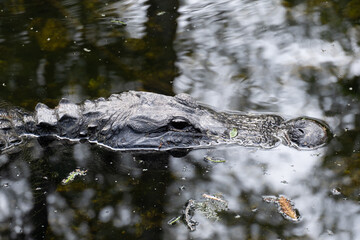 Caim&aacute;n vigilante