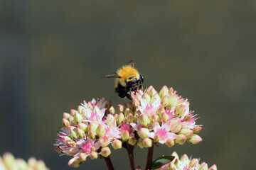 Bee on flower