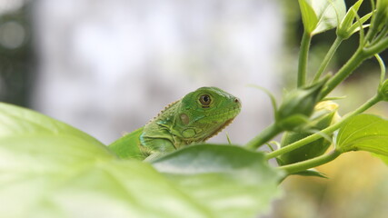 Fototapeta premium green lizard on a tree