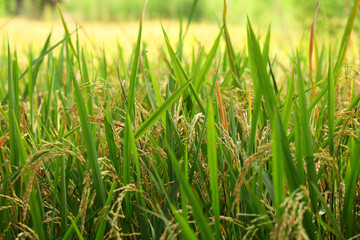 The rice whole grain