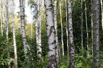 Fototapeta premium birch grove in spring