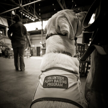 Labrador Service Dog Training