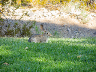 Close up shot of a cute Cottontail rabbit
