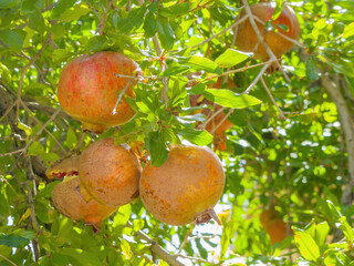 Close up shot of mature Pomegranate hanging on a tree