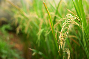 The rice whole grain