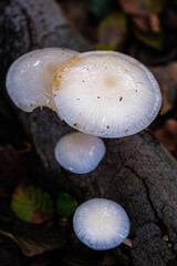 Mushrooms in the forest.