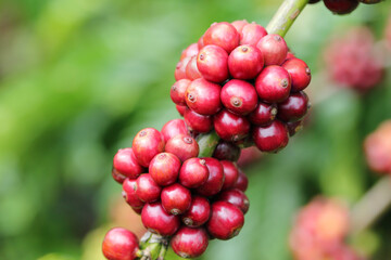 コーヒーの実（樹上完熟コーヒーの実）