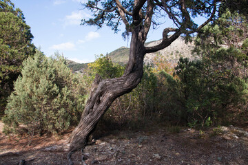 Fototapeta na wymiar relict juniper tree with a curved trunk against the backdrop of mountains and sky