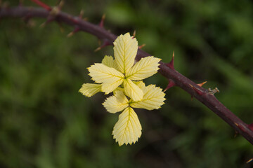 
yellow leaves on a branch with thorns
