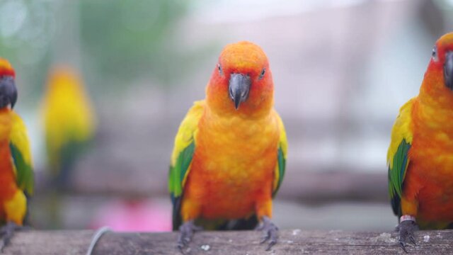 Beautiful parrot, Sun conure parrot birds on the perch