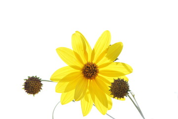 Backlit yellow flower.