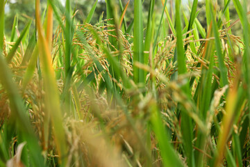 The rice whole grain