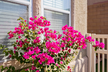 Close up shot of Bougainvillea blossom