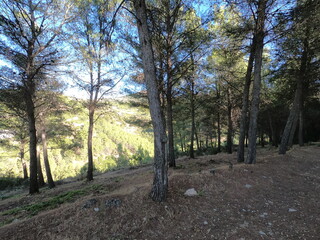 Forest in Jabalcuz mount , Torredelcampo 