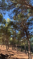 Forest of trees and mount jabalcuz in the background in Torredelcampo, Jaén