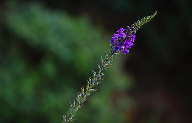 Purple Flowering Veronica Flower