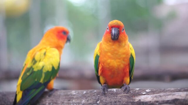 Beautiful parrot, Sun conure parrot birds on the perch