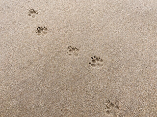 Fototapeta na wymiar A dogs footprints in the sand at the beach