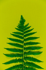 fern leaves on yellow background. Wallpaper of botanical themes.