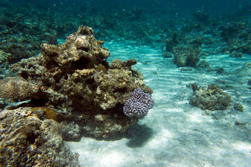 View of the amazing sea life
