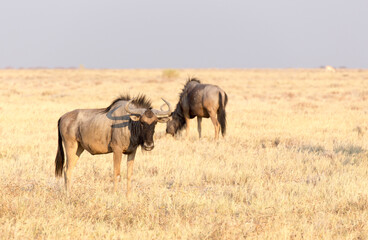Obraz na płótnie Canvas Wild buffaloes in the desert