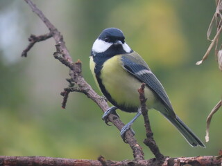 Beautiful and colorful great tit (parts major) perching on an interesting tree branch, colorful bird with creamy natural blurry background. Beautiful and common bird perching.