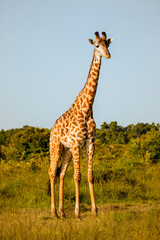 Giraffe looking at camera