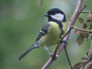 Fototapeta premium Beautiful and colorful great tit (parts major) perching on an interesting tree branch, colorful bird with creamy natural blurry background. Beautiful and common bird perching.