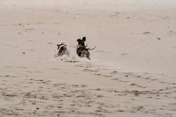 Jack Russell Terriers chasing each other while playing at the beach