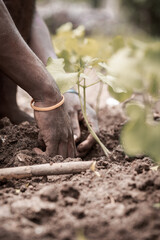 person planting a tree