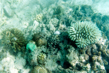 Naklejka na ściany i meble View of bleaching corals