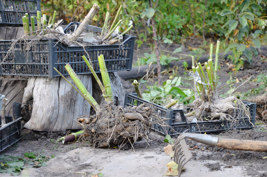 Many roots of dahlias without land. There are old rakes on the ground. Digging up Dahlia flowers. The tubers are in black plastic boxes. The planting material is dried in the sun and removed.