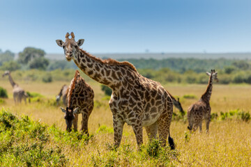 Giraffe spotted in the safari at Masai mara, Kenya - obrazy, fototapety, plakaty