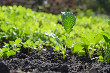 Small green sprout macro photography. Live plants in the garden. Mustard seedling. Sprout with leaves.