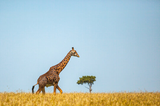 Fototapeta Giraffe spotted in the safari at Masai mara, Kenya