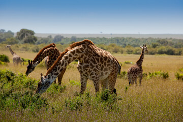 Naklejka na ściany i meble Giraffe spotted in the safari at Masai mara, Kenya