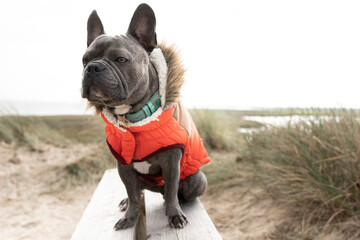 Cute french bulldog wearing a jacket on a bench in the dunes