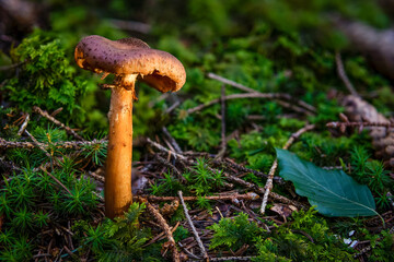 Armillaria ostoyae dark common honey fungus mushroom in colourful autumn forest