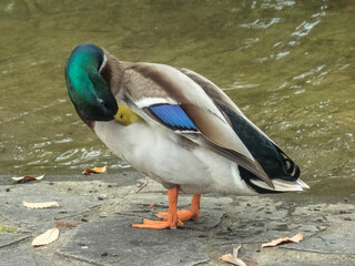 水辺で毛づくろいをしているマガモのオス