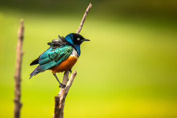 Beautiful superb starling