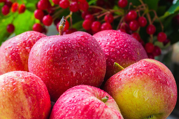 Thanksgiving background with apples and berries close-up. Thanksgiving day background with Seasonal berries and fruits. The concept of a plentiful harvest.