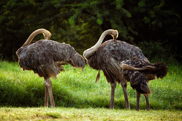 Two ostrich with a baby spotted at Kenya in morning golden light - Powered by Adobe