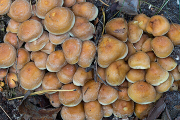 Hypholoma fasciculare, sulphur tuft mushrooms closeup