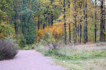 autumn in the forest