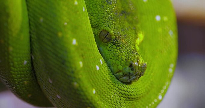 The green tree python (Morelia viridis) is a species of snake in the family Pythonidae. The species is native to New Guinea, some islands in Indonesia, and the Cape York Peninsula in Australia.