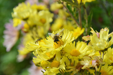 A bee fly sits on a beautiful yellow Daisy chrysanthemum. The fly's bright wings glisten in the sun. A fly pollinates a flower. Beautiful summer Sunny day. Macro photography of insects.
