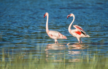 Flamingos at a Bagoria lake at Kenya.